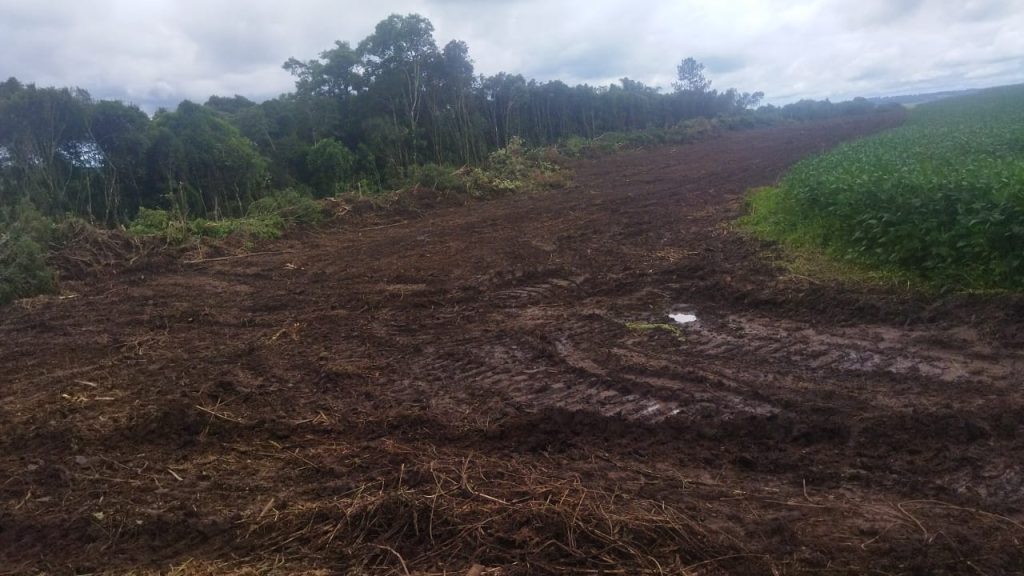 Polícia Ambiental prende oito pessoas em flagrante por desmatamento em Antônio Olinto